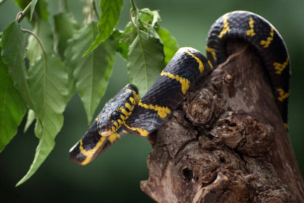 Boiga dendrophilia in offensive mode Also known as the Yellow-ringed Cat Snake, or Mangrove Snake, this distinctively coloured species is unmistakable. It occurs mainly in mangrove or riverine fanged stock pictures, royalty-free photos & images
