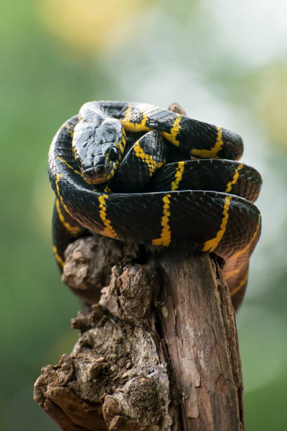 Boiga dendrophilia in offensive mode Also known as the Yellow-ringed Cat Snake, or Mangrove Snake, this distinctively coloured species is unmistakable. It occurs mainly in mangrove or riverine fanged stock pictures, royalty-free photos & images