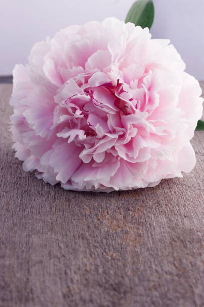 istock full pink peony flower bloom on rustic wooden background with copy space 1331318103