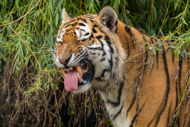 istock Siberian Tiger Showing its Teeth 1331320231