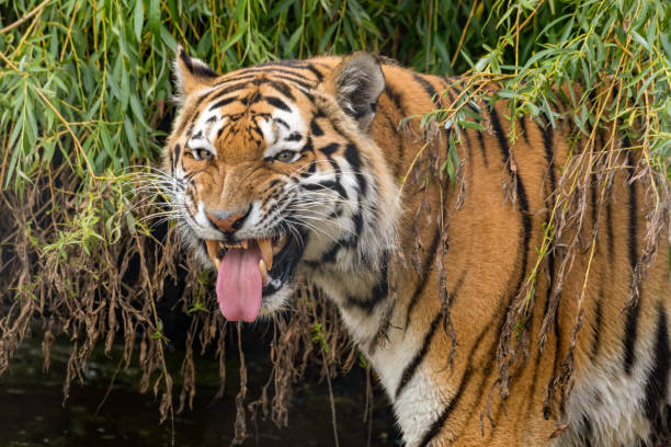 istock Siberian Tiger Showing its Teeth 1331320233