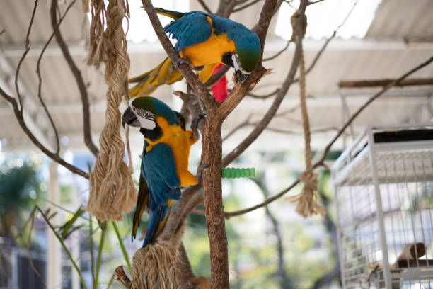 Chattering Lory (Lorius garrulus) kissing on green defocused background