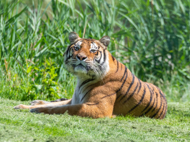 istock Bengal Tiger Laying on Grass 1331320913