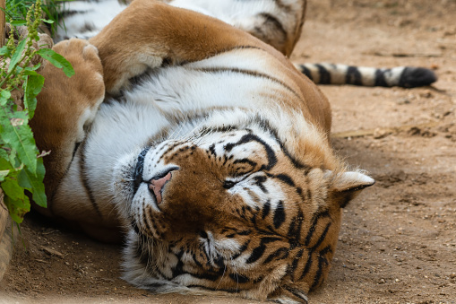 Bengal Tiger Laying on the Ground