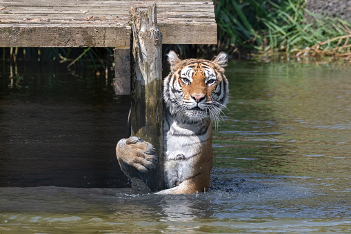 Bengal Tiger Playing in Water
