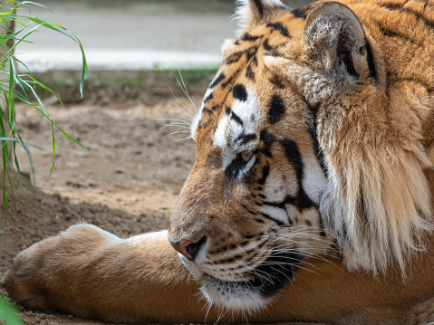 Bengal Tiger Laying on the Ground