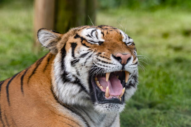 istock Bengal Tiger Laying on Grass 1331321130