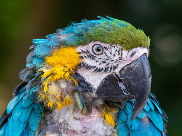 istock Close Up Blue and Yellow Macaw 1331321358