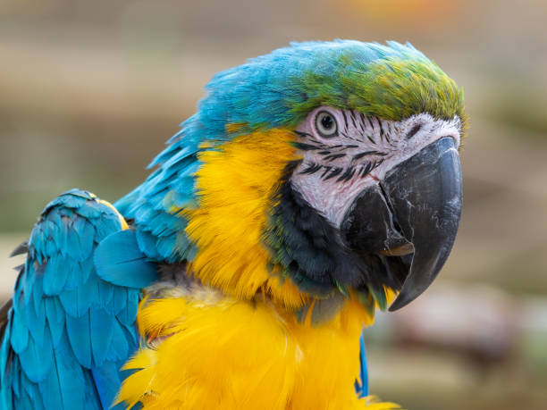 istock Close Up Blue and Yellow Macaw 1331321382