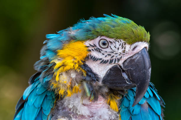 istock Close Up Blue and Yellow Macaw 1331321384