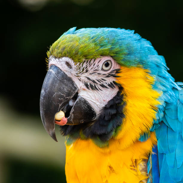 istock Close Up Blue and Yellow Macaw 1331321521