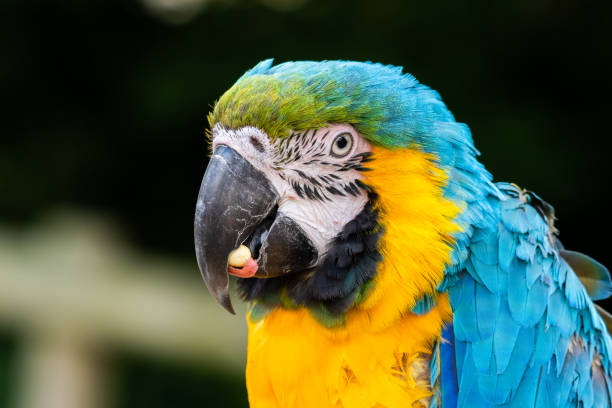 istock Close Up Blue and Yellow Macaw 1331321540