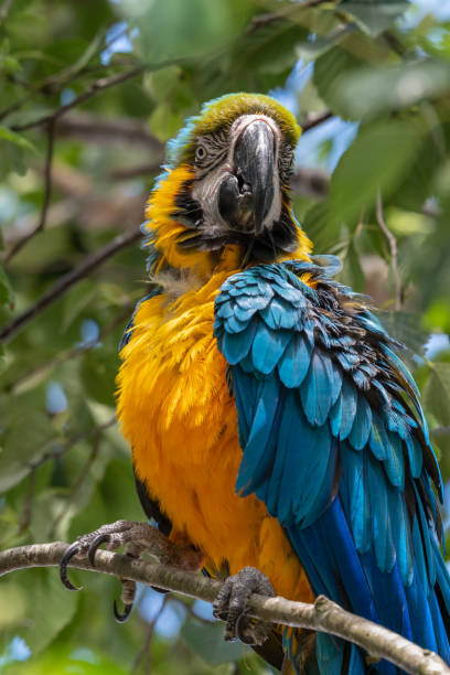 istock Blue and Yellow Macaw in a Tree 1331321675