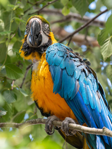 istock Blue and Yellow Macaw in a Tree 1331322288