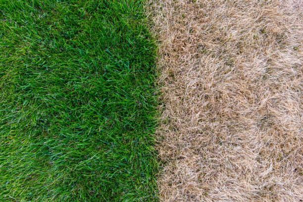 erba verde ed erba secca - grass meadow textured close up foto e immagini stock