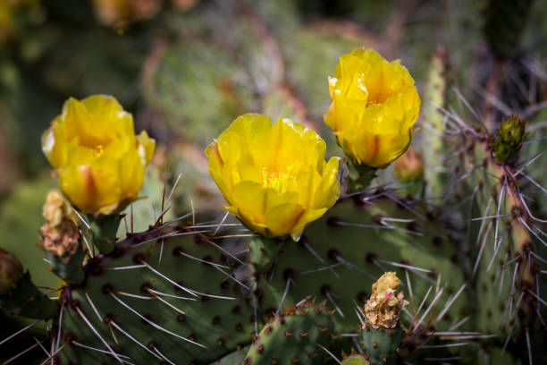 istock Bright yellow cactus flower close-up 1331326837