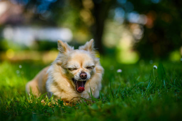 pequeño chihuahua lindo acostado en hierba verde fresca. es verano, el sol brilla y los colores son vibrantes. - chihuahua dog pets yawning fotografías e imágenes de stock