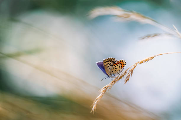 Blue butterfly closeup of Icarus Polyommatus,a macro sits in the grass in a field with the rays of the sun.Summer natural general view of a butterfly in the grass on a background of blue tones.