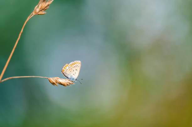 istock Close-up of a tiny cute  common blue butterfly (Polyommatus icarus)  perching on a grass. Beautiful blurred background, nice colorful bokeh. Summer, nice soft light. 1331327840