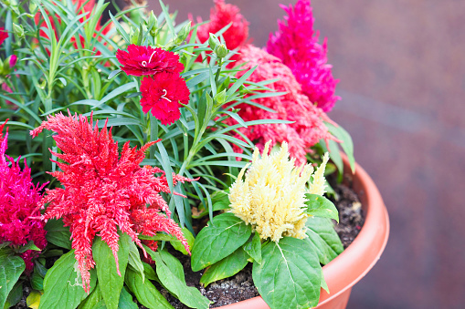 Red and yellow Celosia and Dianthus flowers in a flowerpot on the garden