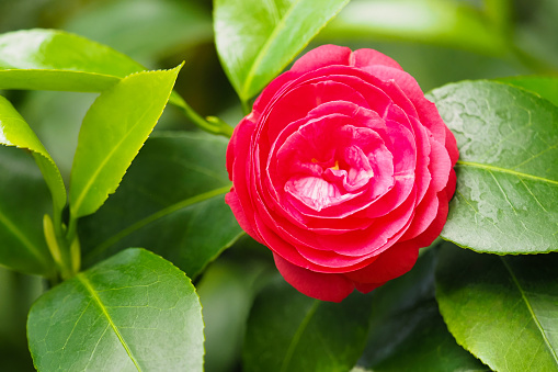 Red Camellia flower. Japanese camellia, Camellia japonica, tsubaki in garden