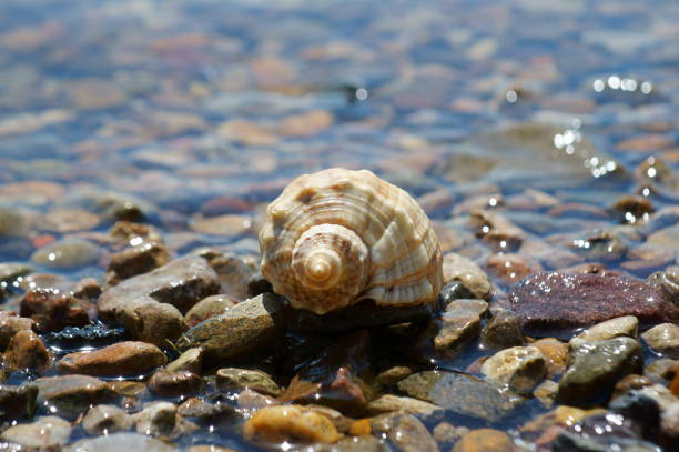 Seashell Snails, India, Asia