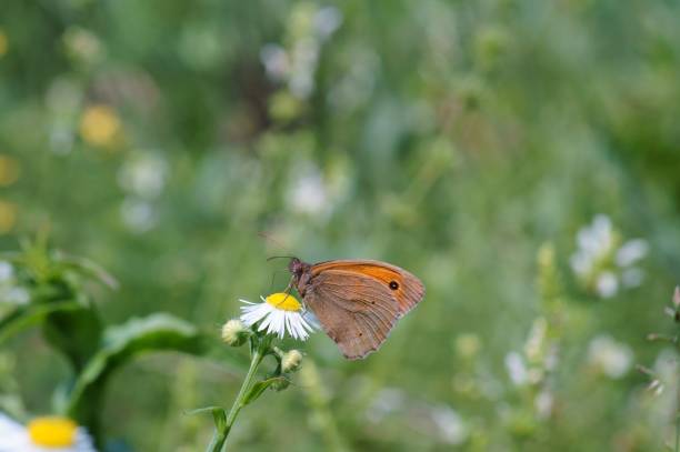 istock A butterfly on a field flower. 1331328934