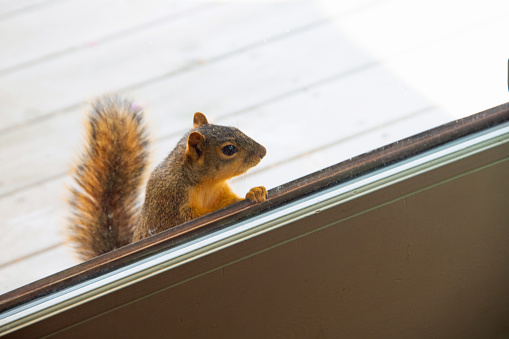 Anybody home-Fox Squirrel-Howard County, Indiana