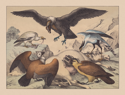Diurnal birds of prey (Vulture): a) Egyptian vulture (Neophron percnopterus); b) Griffon vulture (Gyps fulvus); c) Andean condor (Vultur gryphus); d) Bearded vulture (Gypaetus barbatus); e) Secretarybird (Sagittarius serpentarius). Hand-colored chromolithograph, published in 1882.