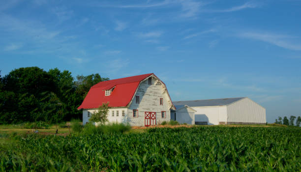 istock Old weathered barn with corn field-Fulton County, Indiana 1331330351