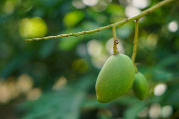 Close up of manggo from the tree as background