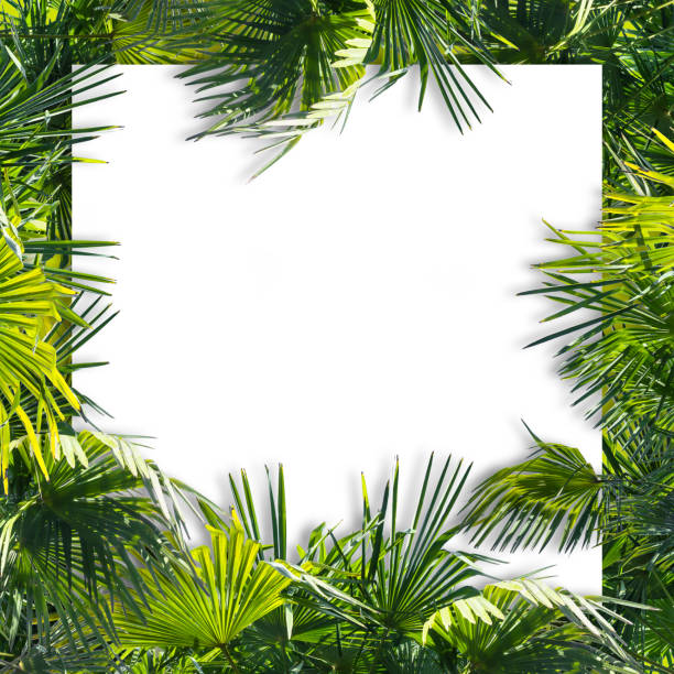 istock beautiful lush palm leaves around an empty white background, design concept with tropical green vegetation, frame of palm trees around copy space 1331330469