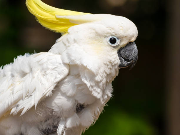 istock Sulphur-Crested Cockatoo Dancing on a Branch 1331331742