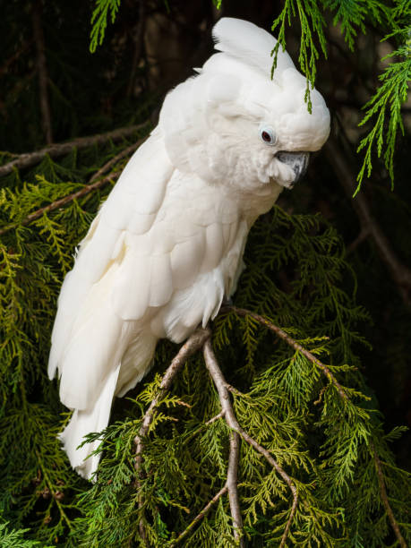 istock Sulphur-Crested Cockatoo Perched in a Tree 1331331743