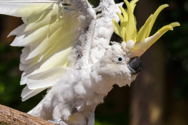 istock Sulphur-Crested Cockatoo Dancing on a Branch 1331331744