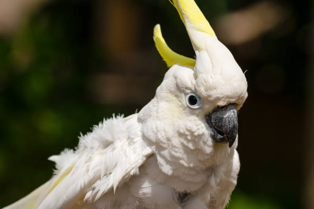 istock Sulphur-Crested Cockatoo Dancing on a Branch 1331331757