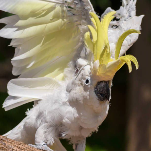 istock Sulphur-Crested Cockatoo Dancing on a Branch 1331331765