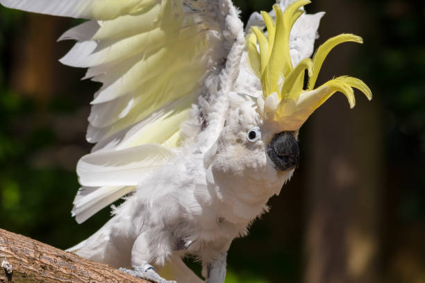 istock Sulphur-Crested Cockatoo Dancing on a Branch 1331331767