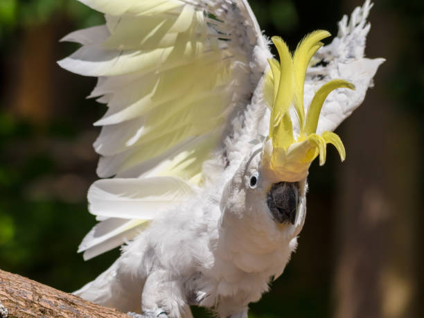 istock Sulphur-Crested Cockatoo Dancing on a Branch 1331331791