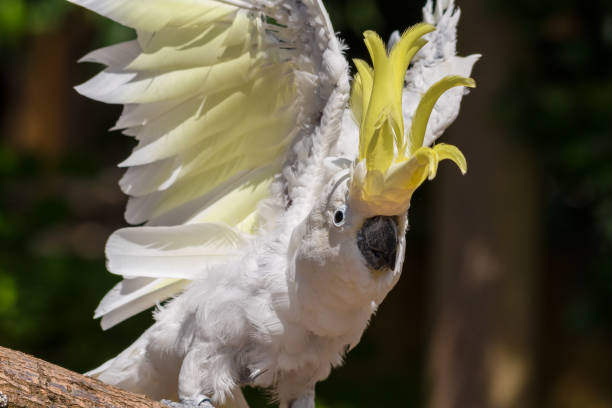 istock Sulphur-Crested Cockatoo Dancing on a Branch 1331331802
