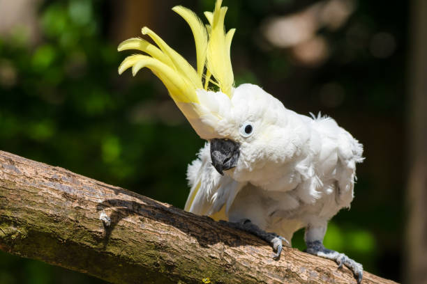 istock Sulphur-Crested Cockatoo Dancing on a Branch 1331331807