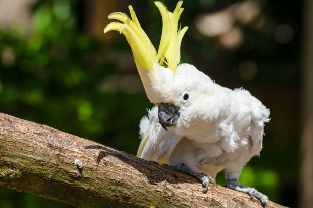 Sulphur-Crested Cockatoo Dancing on a Branch Sulphur-Crested Cockatoo Dancing on a Branch sulphur crested cockatoo photos stock pictures, royalty-free photos & images