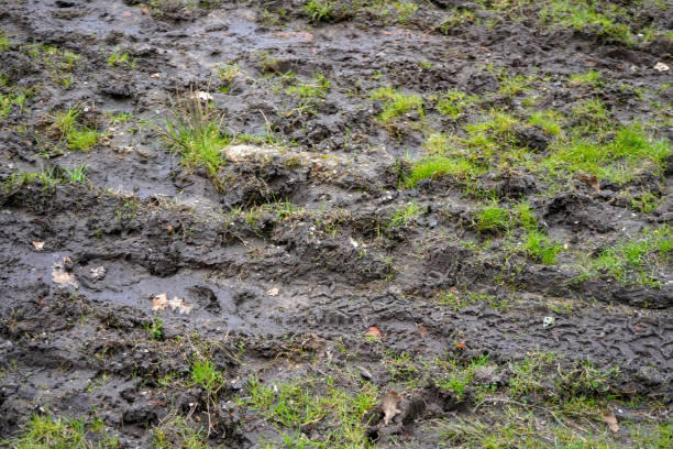 istock Close up of flooded ground 1331332627