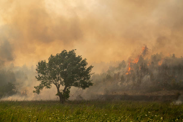 istock Forest fire in Manavgat, Antalya, Turkey 1331332835