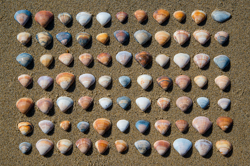 Variety of bivalve shells from São Sebastião-SP