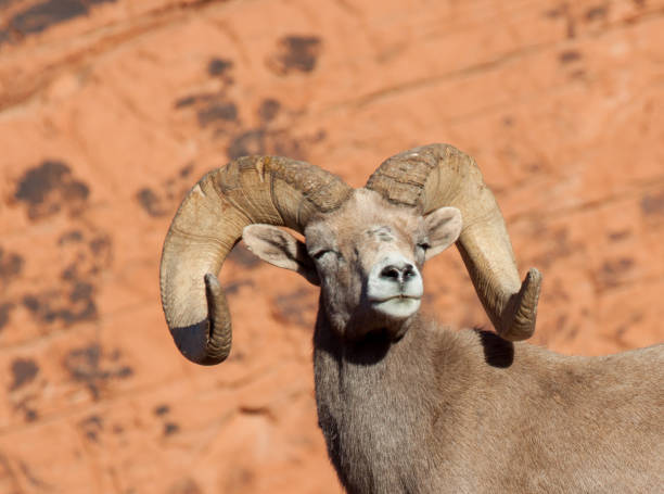 istock Desert Bighorn Sheep Ram 1331333771