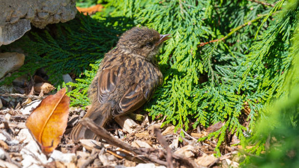 istock Very Young Dunnock Resting in the Sun 1331334240