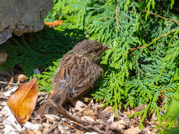 istock Very Young Dunnock Resting in the Sun 1331334268