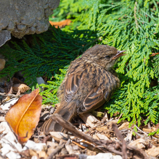 istock Very Young Dunnock Resting in the Sun 1331334274