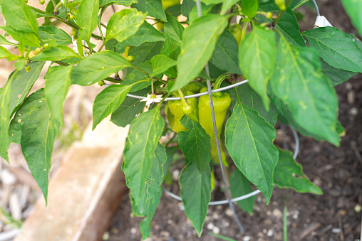 Load of sweet banana peppers on plant with galvanized tomato cage staking support at homestead raised bed garden near Dallas, Texas, US. High yield pepper plant with abundant organic fruits